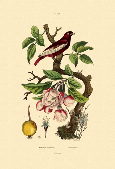 Apfel von French School